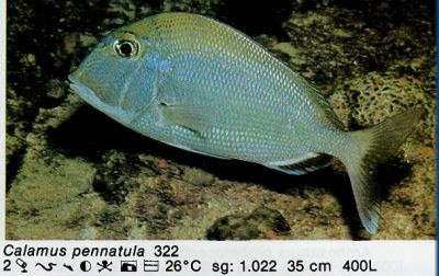 Calamus pennatula